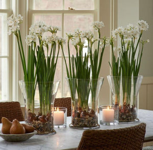 Beat the Winter Blues with Paperwhites!