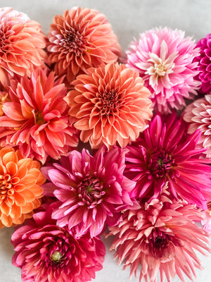 Farm Share Combo - Tulips, Peonies and Dahlias