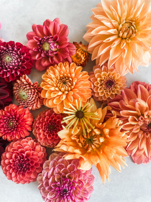 Dahlia Share: September - 4 week share