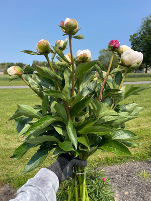 Farm Share Combo - Tulips, Peonies and Dahlias