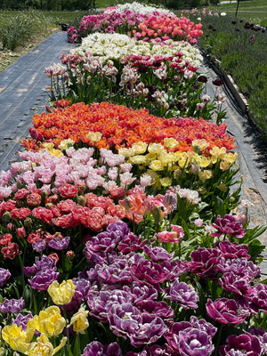 Farm Share Combo - Tulips, Peonies and Dahlias